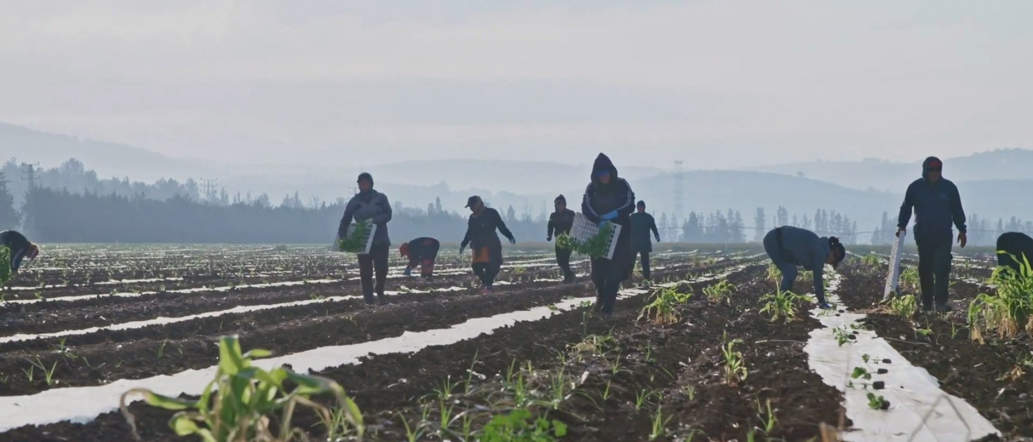 NationalFarmworkers NationalFarmworkers